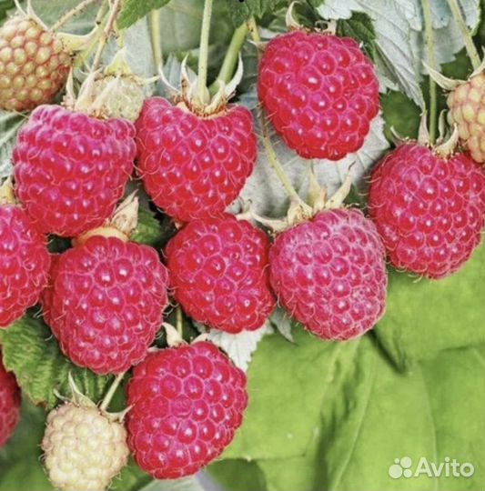 Малина(саженцы)