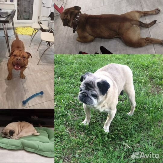 Передержка маленьких и средних собак в семье