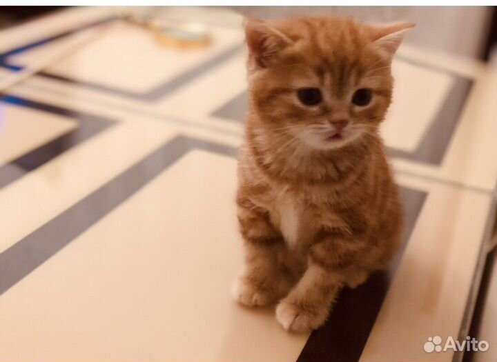 Красный мрамор скоттиш страйт