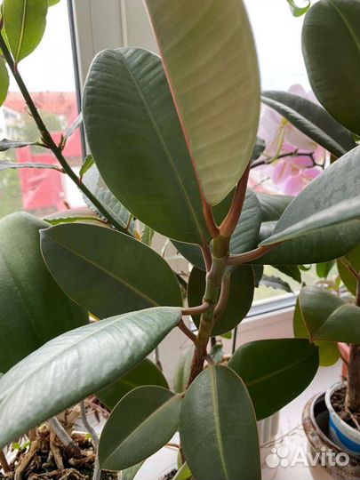 Фикус каучуконосный