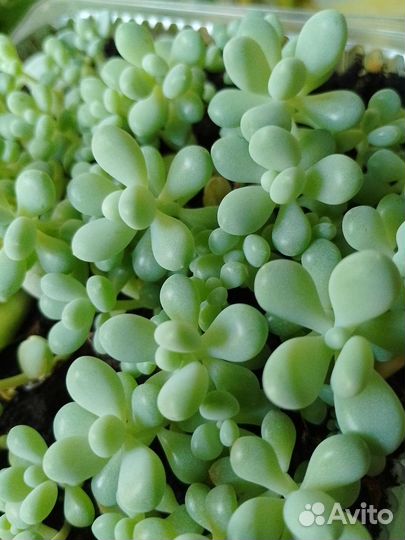 Суккуленты, седум буррито