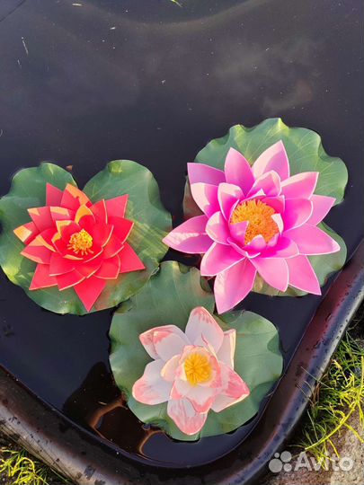 Декоративный лотос для пруда