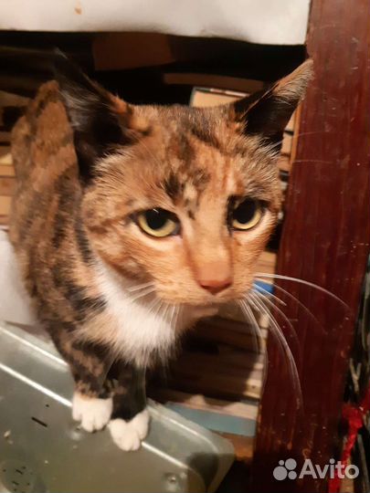 Кошечка стерилизованная ищет дом
