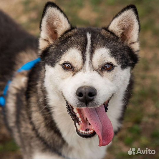 Добрый пес из приюта