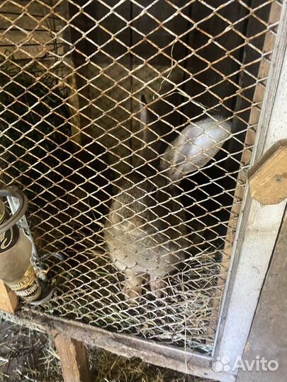 Кролики породы Фландр