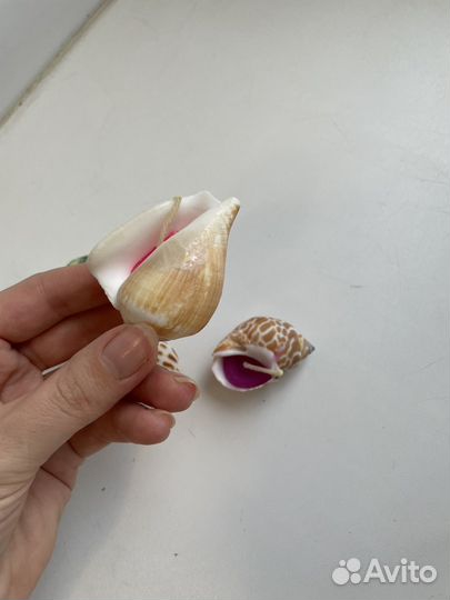 Свечи в ракушках ракушка