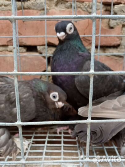 Голуби Узбеки (малоклювые) и Благодарненские