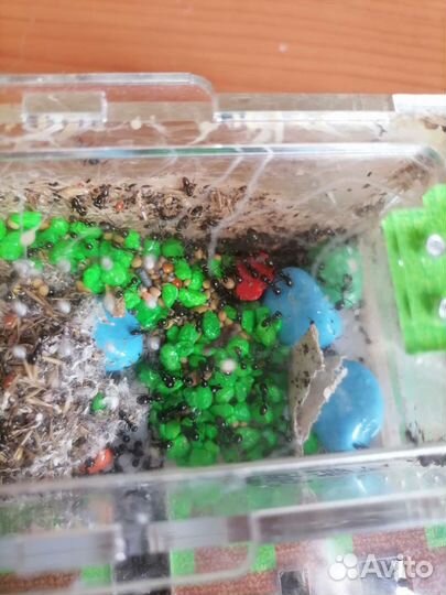 Муравьиная ферма с муравьями