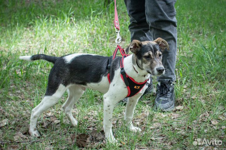 Майкл очень хочет стать домашним