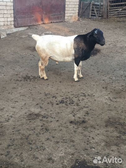 Бараны породы дорпер