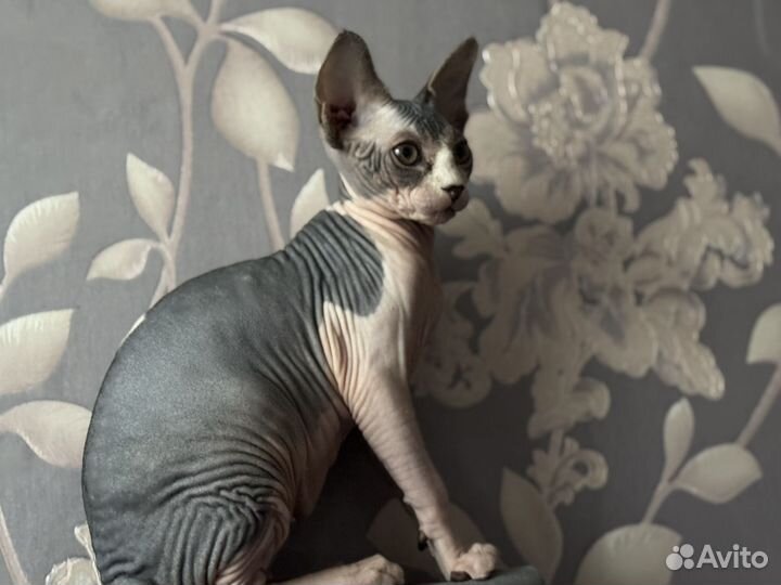 Продам котенка канадский сфинкс