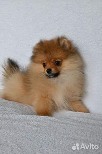 Померанский шпиц
