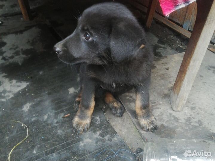 Отдам щенка девочку