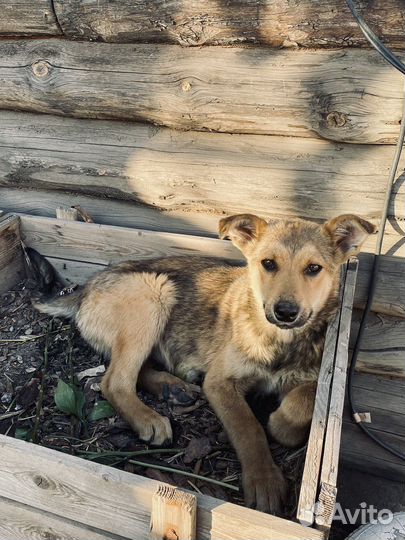 Щенок в добрые руки