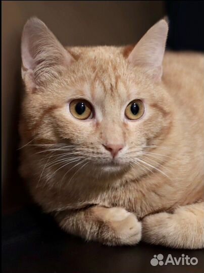 Кошка в добрые ручки