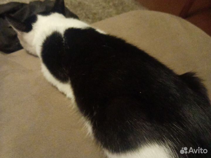 Котята в хорошие руки