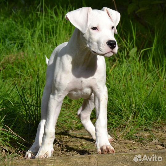 Щенки аргентинского дога