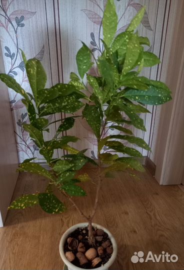 Домашние растения кротон