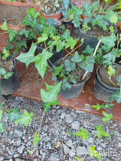 Плющ зимостойкий уличный