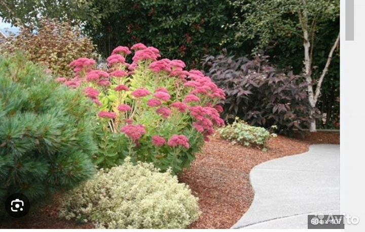 Очиток видный (рассада)