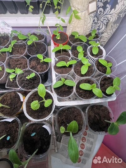 Рассада огурцов кабачков