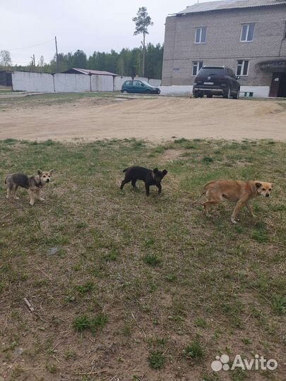 Маленькая собака в добрые руки бесплатно