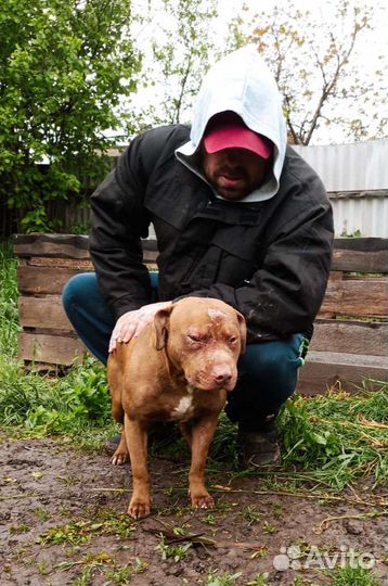 Американский питбультерьер рр вязка