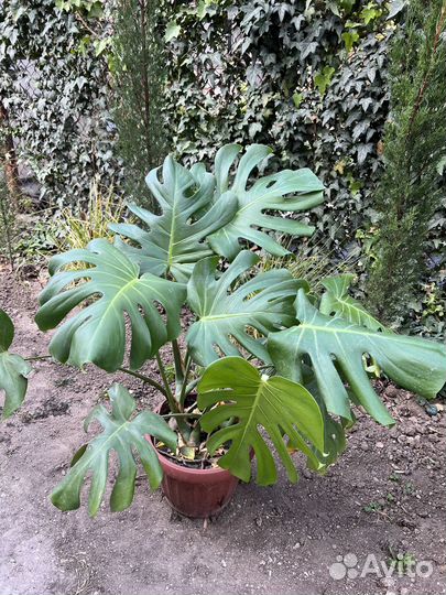 Роскошные монстеры для Вашего интерьера