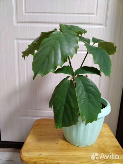 Тетрастигма вуанье