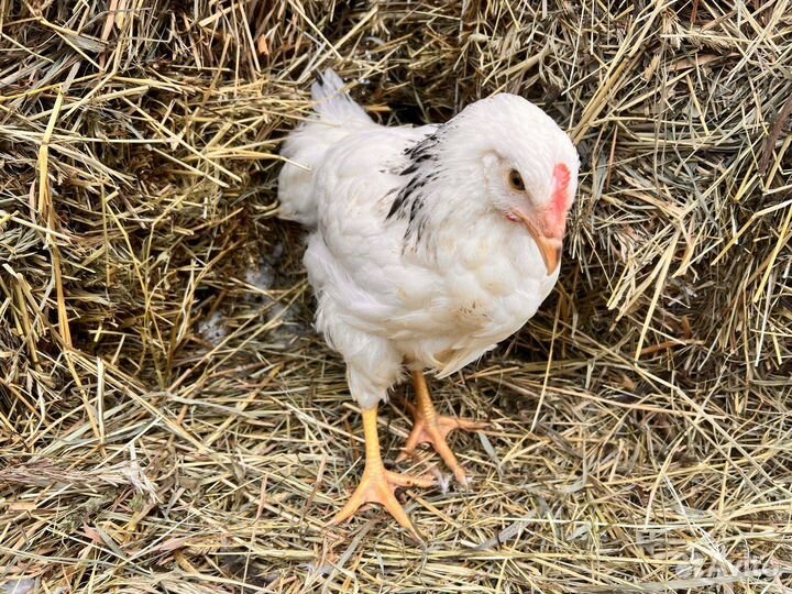 Kуpы нeсушки молодки