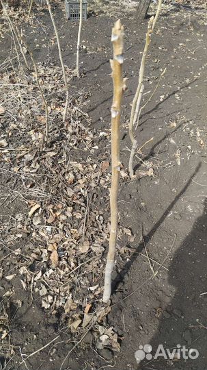 Маньчжурский орех