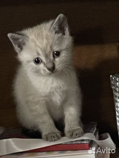 Котята бесплатно