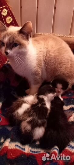 Пушистые друзья