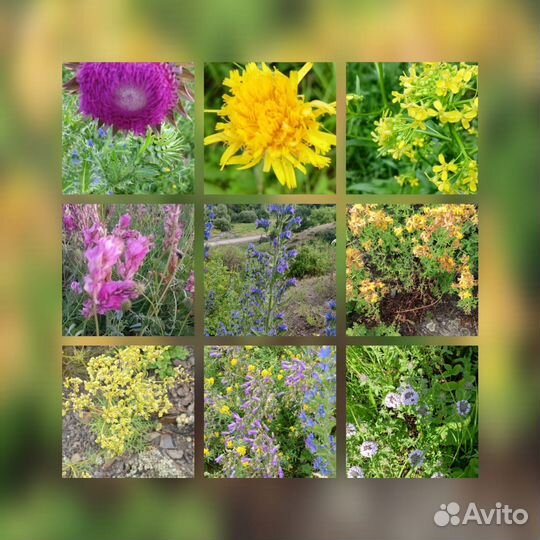 Мёд алтайский, горное разнотравье