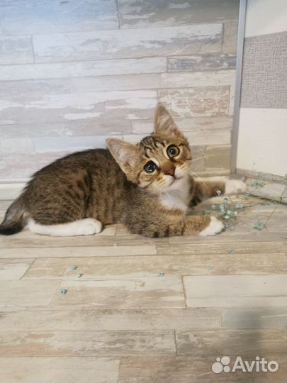 Кошка в дар бесплатно