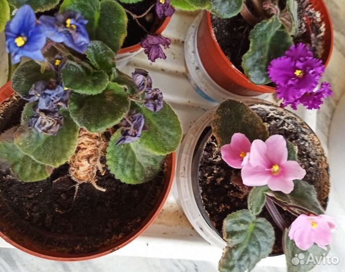 Фиалка Афродита розовые,фиолетовые,бордовые
