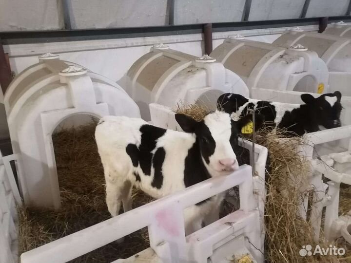 Бычки молочные