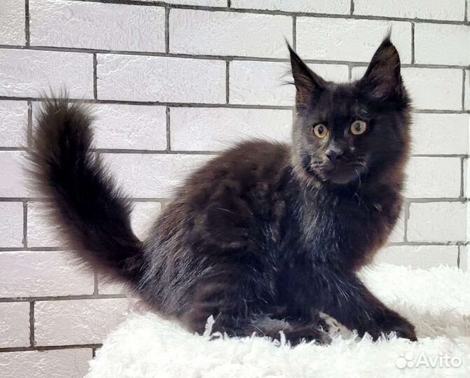 Котята мейн-кун тяжеловес