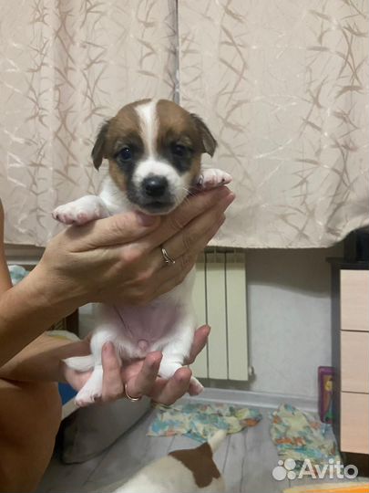 Щенки Джек Рассела