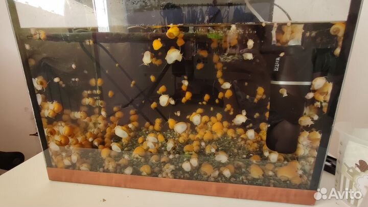 Улитки аквариумные ампулярии