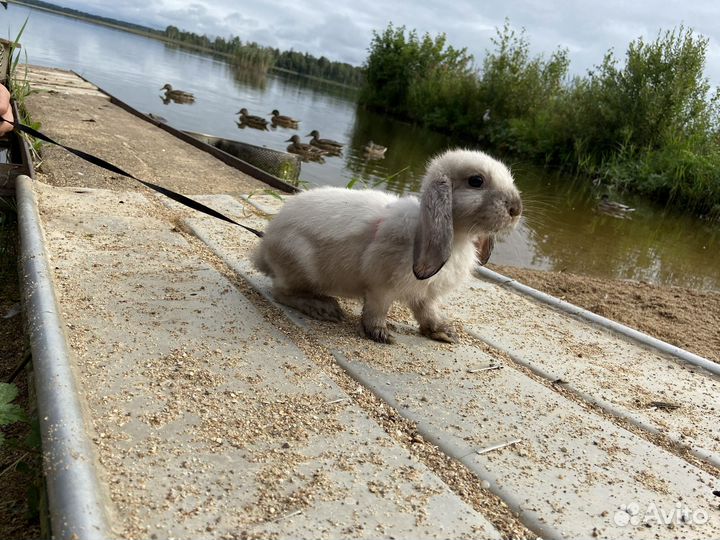 Декоративные кролики