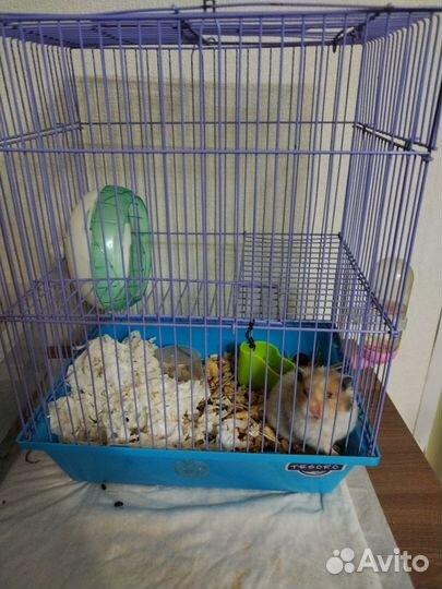 Джунгарский хомяк с клеткой бесплатно