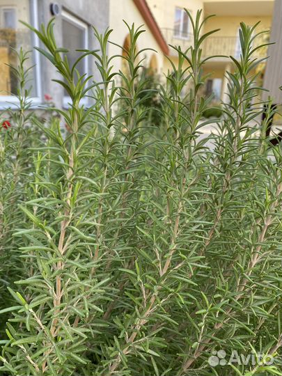 Розмарин букет приправа