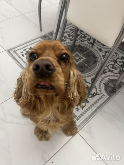 Английский спаниель