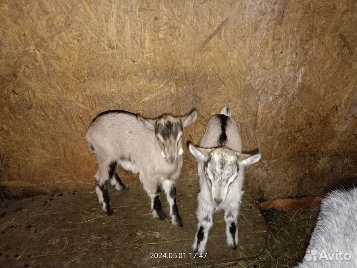 Продам козлят
