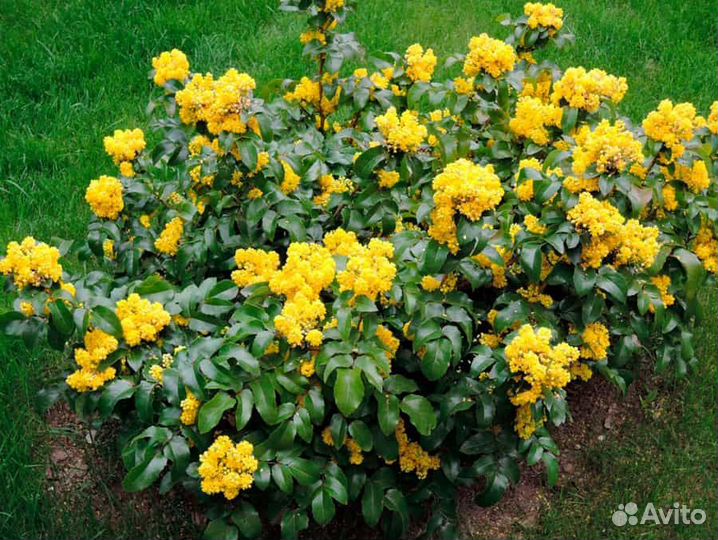 Саженец магония падуболистная