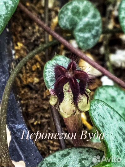 Церопегия Вуда, церопегия вар