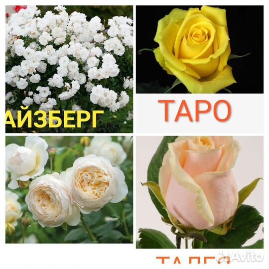 Молодые саженцы роз в ассортименте