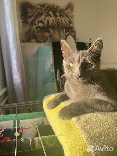 Кошка