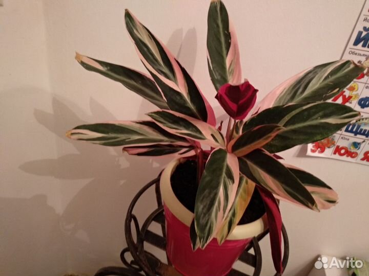 Строманта, Ктенанта